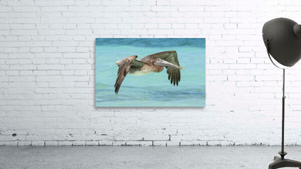 Pelican Cuban 11 Wall Preview