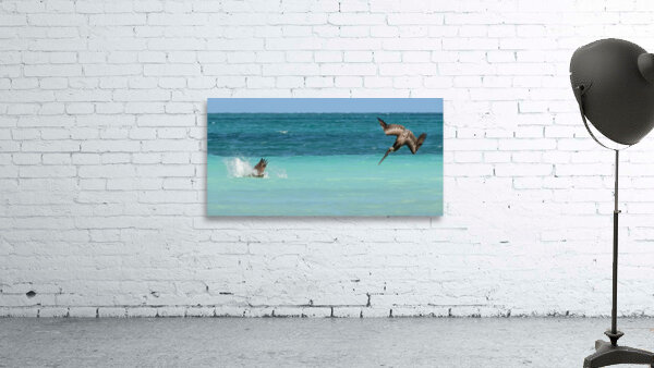 Cuban Pelican Dive 3 Wall Preview