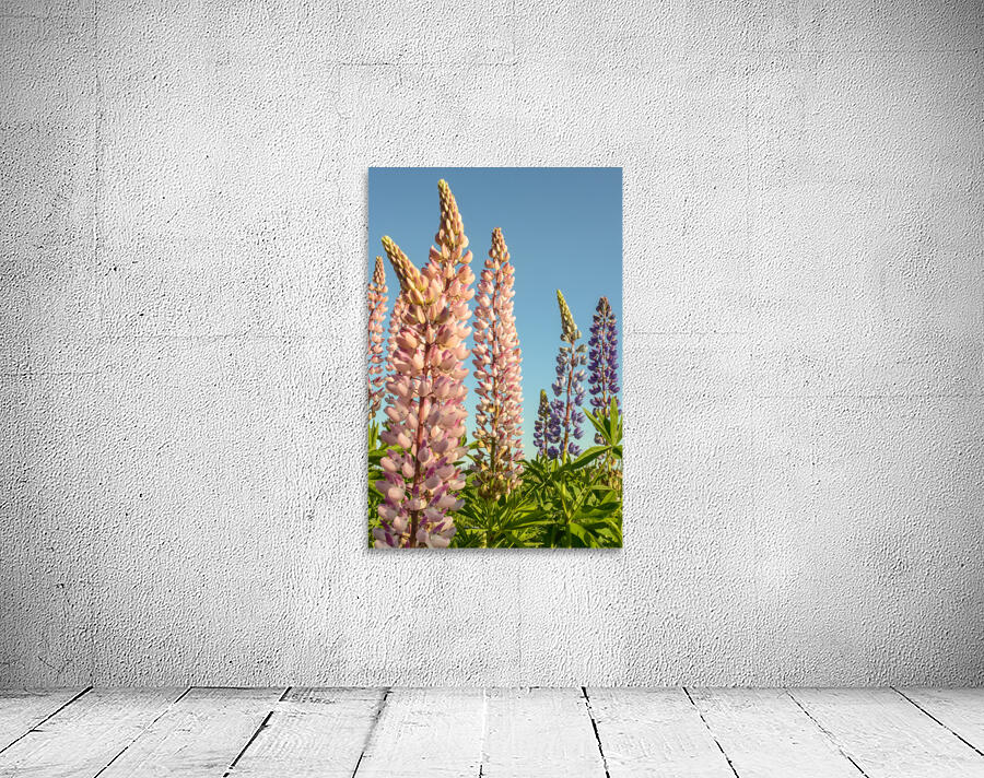 Colourful Lupins in bloom Wall Preview