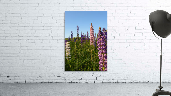 Colourful Lupins in Bloom 4 Wall Preview
