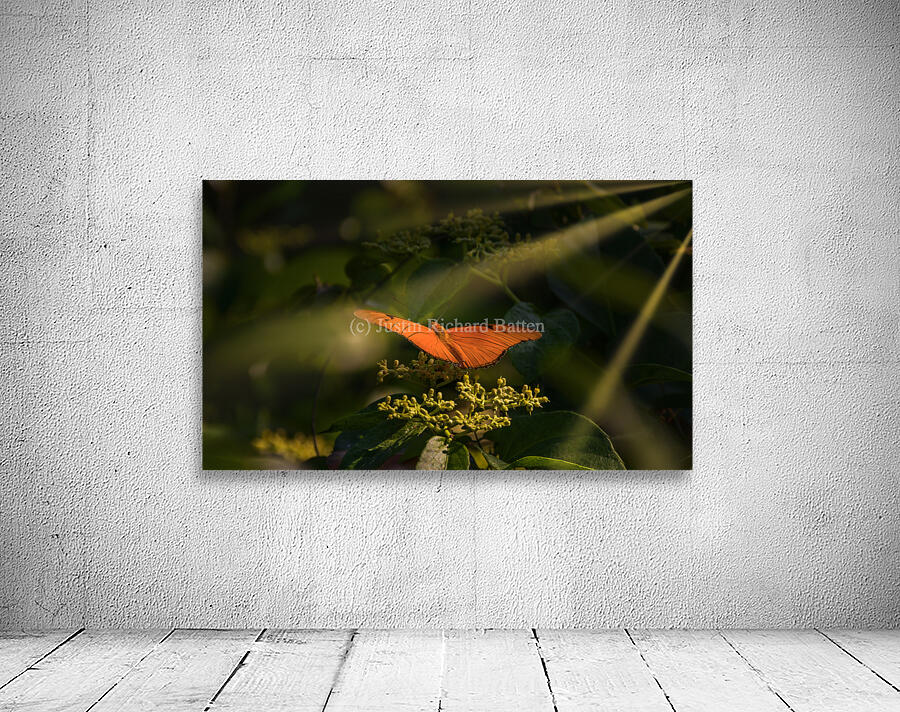 orange butterfly sunrays Wall Preview