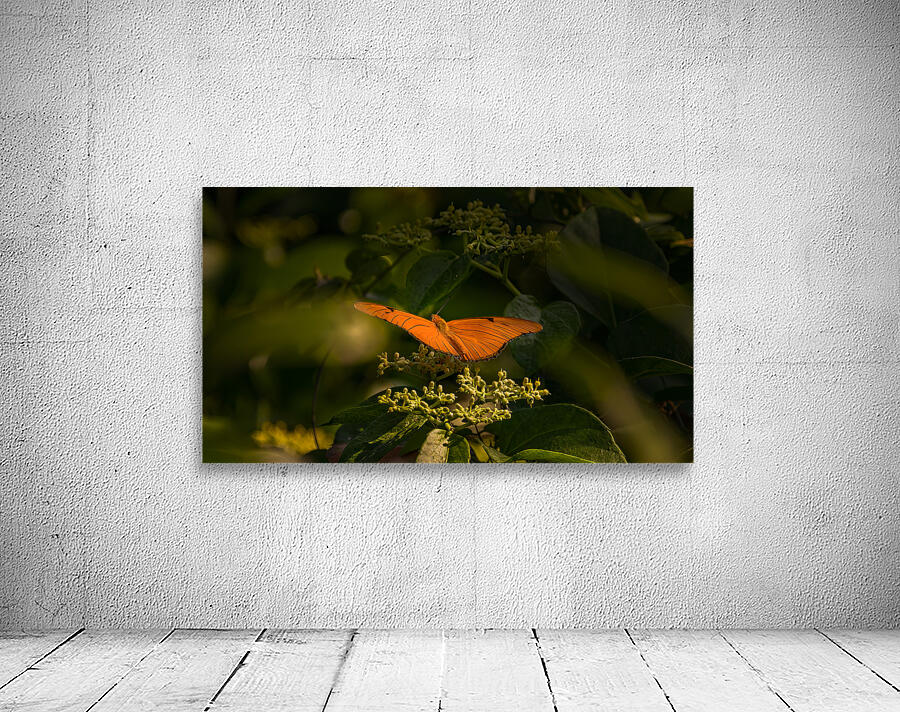 orange butterfly Wall Preview