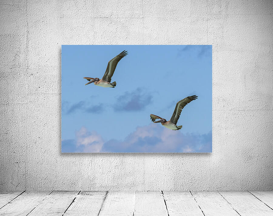 Two Cuban Pelicans in flight 2 Wall Preview