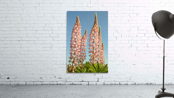Colourful Lupins in Bloom 2 Wall Preview