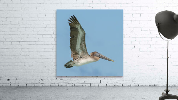 Pelican Cuban 15 Wall Preview