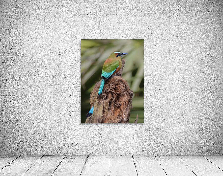 Mot Mot  Clock bird Wall Preview