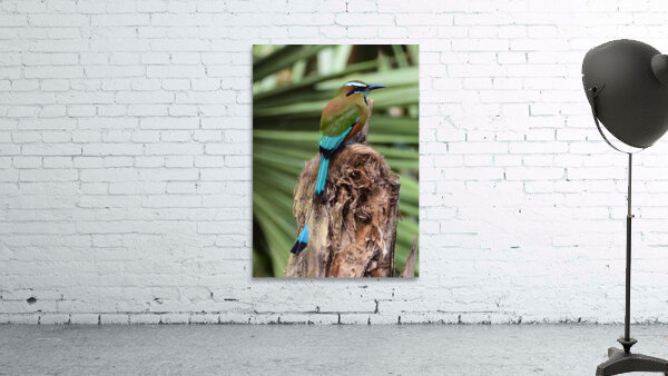 Mot Mot  Clock bird 2 Wall Preview