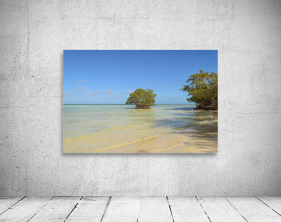 Mangrove on Cuban beach Wall Preview