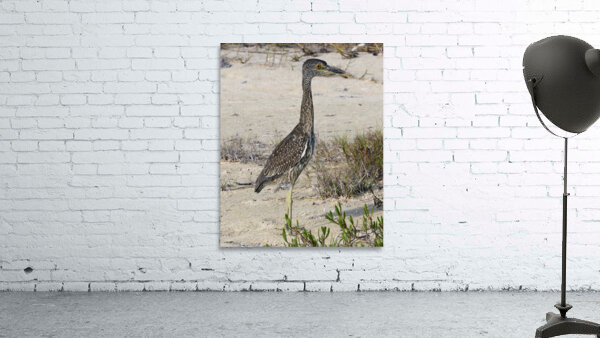 Small long leg cuban bird Wall Preview