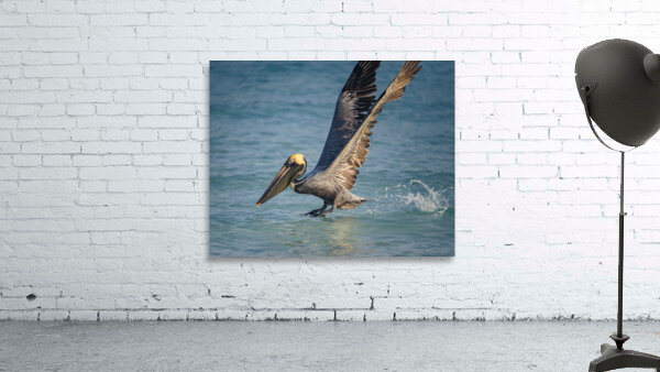 Cuban pelican splash Wall Preview