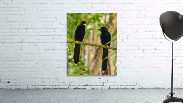 Two Yucatan Blue Jays Wall Preview