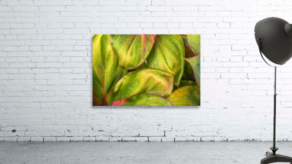 Wet Jungle Leaves closeup Wall Preview