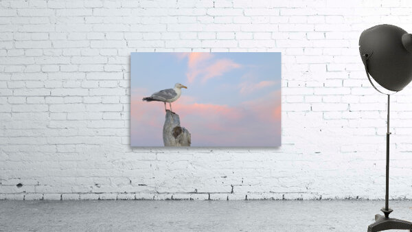 Seagull beautiful sky Wall Preview