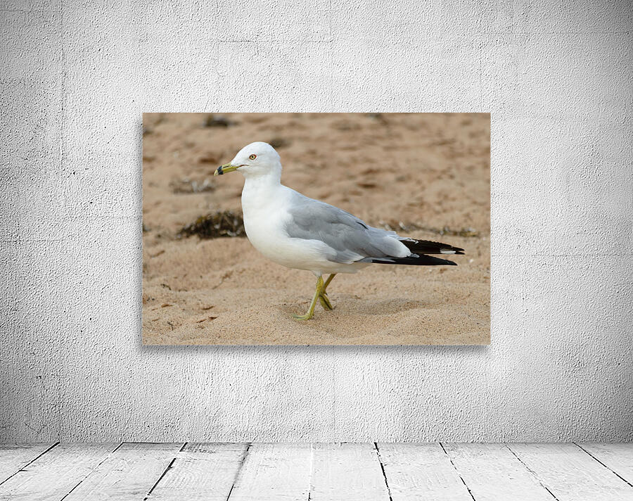 Seagull walking on beach sand Wall Preview