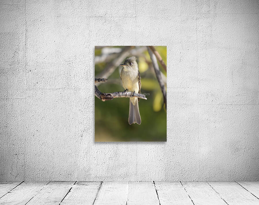 Small cuban bird branch 2 Wall Preview