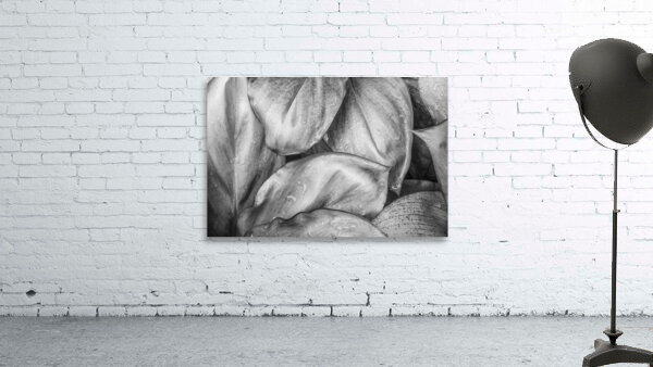 Wet Jungle Leaves closeup BW Wall Preview