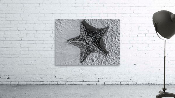 Giant starfish in black and white Wall Preview