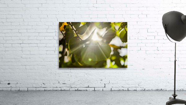 sun rays through leaves Wall Preview