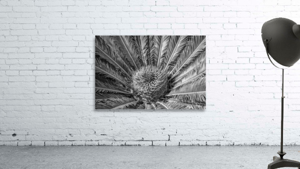 tropical plant centre-bw Wall Preview