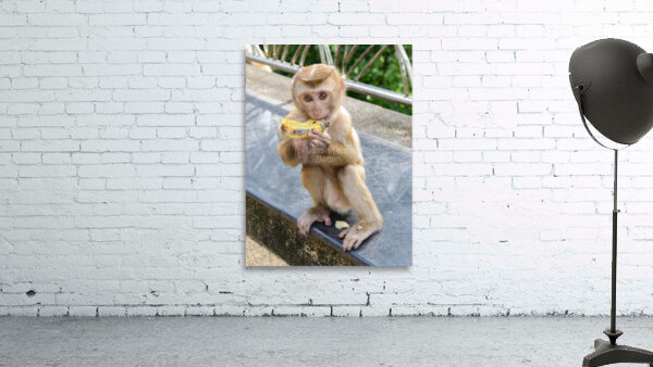 Baby Thai monkey banana Wall Preview