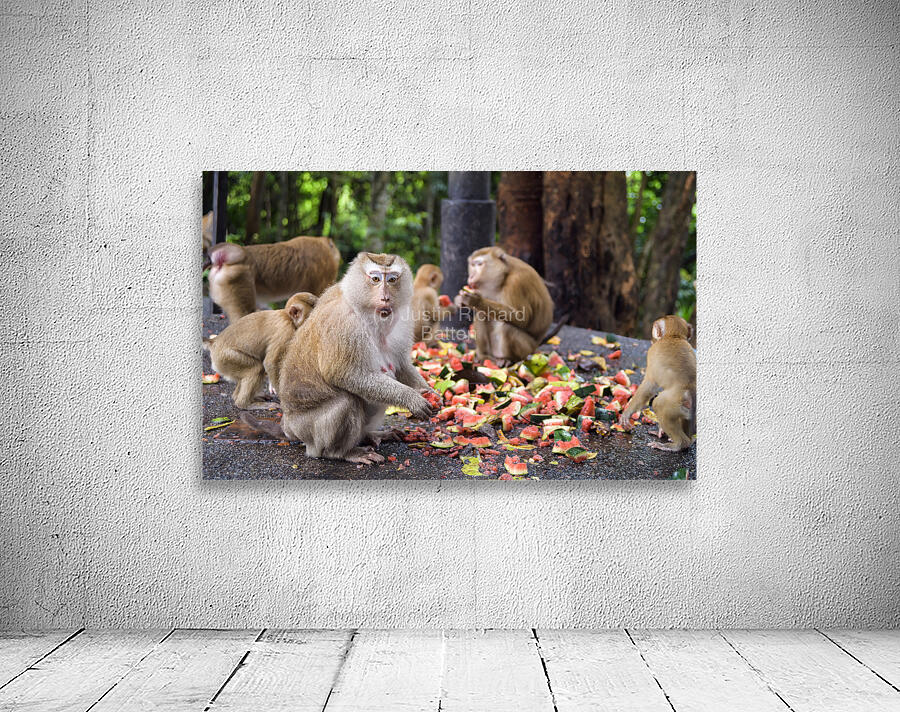 thai monkeys eating watermelon Wall Preview