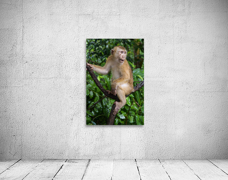 thai monkey 3 Wall Preview