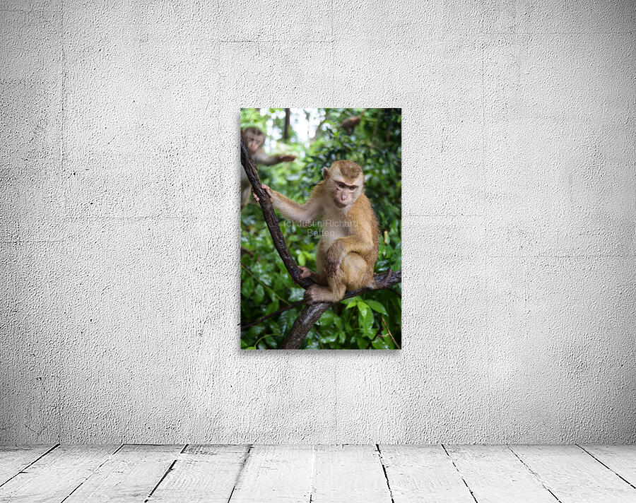 thai monkey 2 Wall Preview