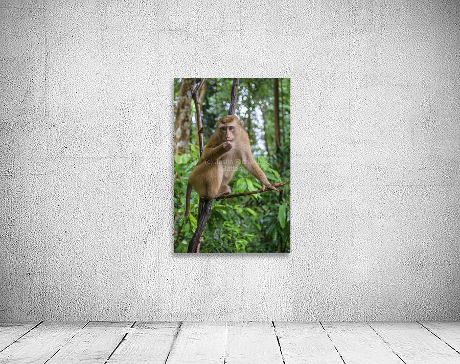 thai monkey 6 Wall Preview