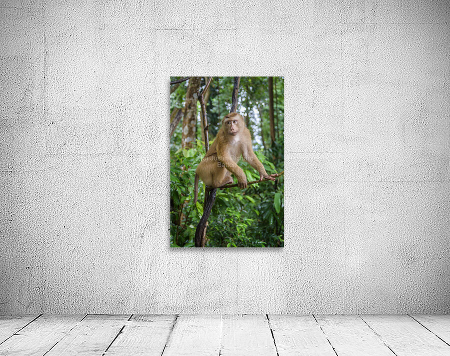 thai monkey 7 Wall Preview