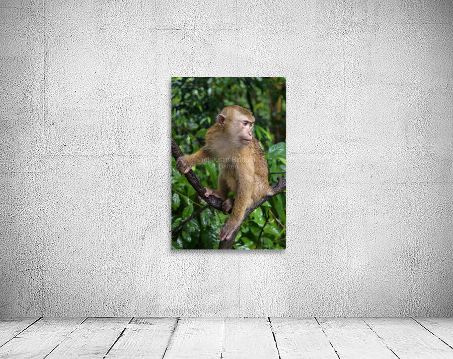 thai monkey 5 Wall Preview