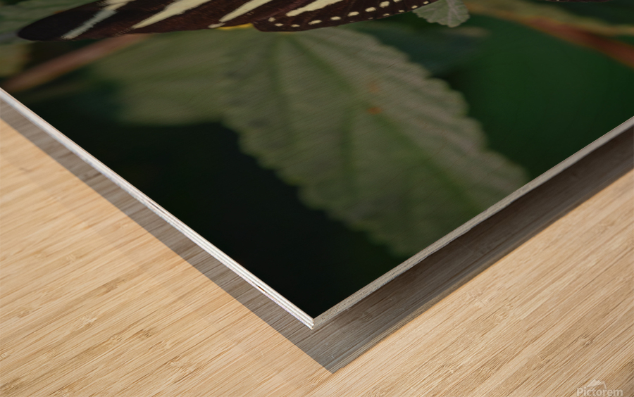 black and white butterfly Wood print