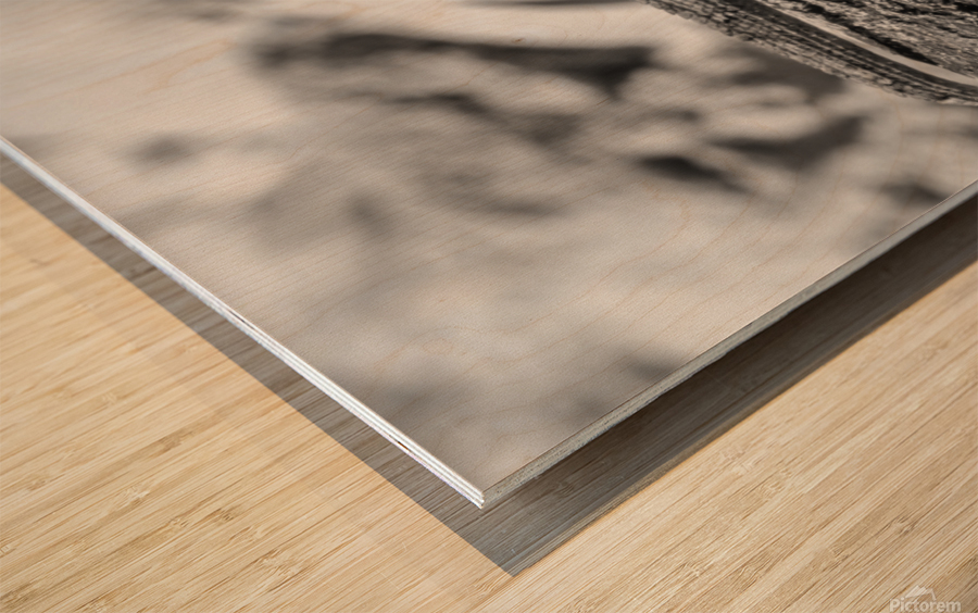 Cuban brown anole in black and white Wood print