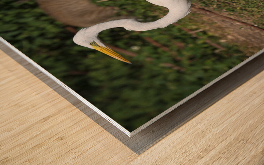 Great white Heron in Cuba Impression sur bois