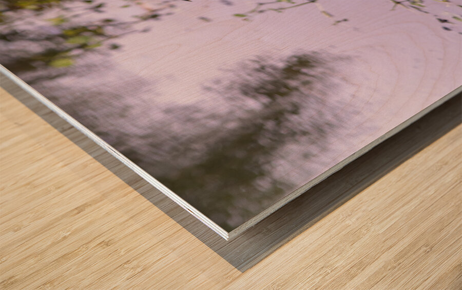 dominican black & white herring Wood print