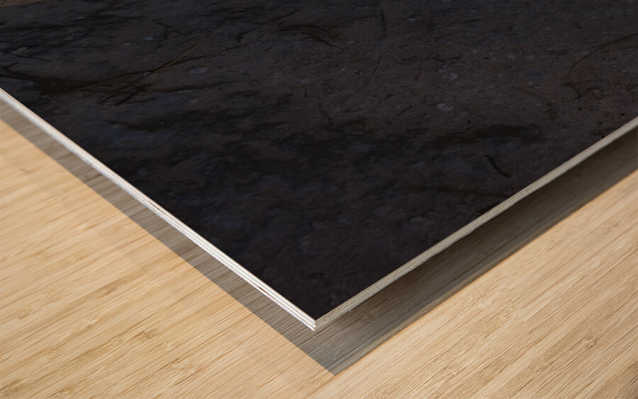 Gecko Anole on boardwalk Wood print