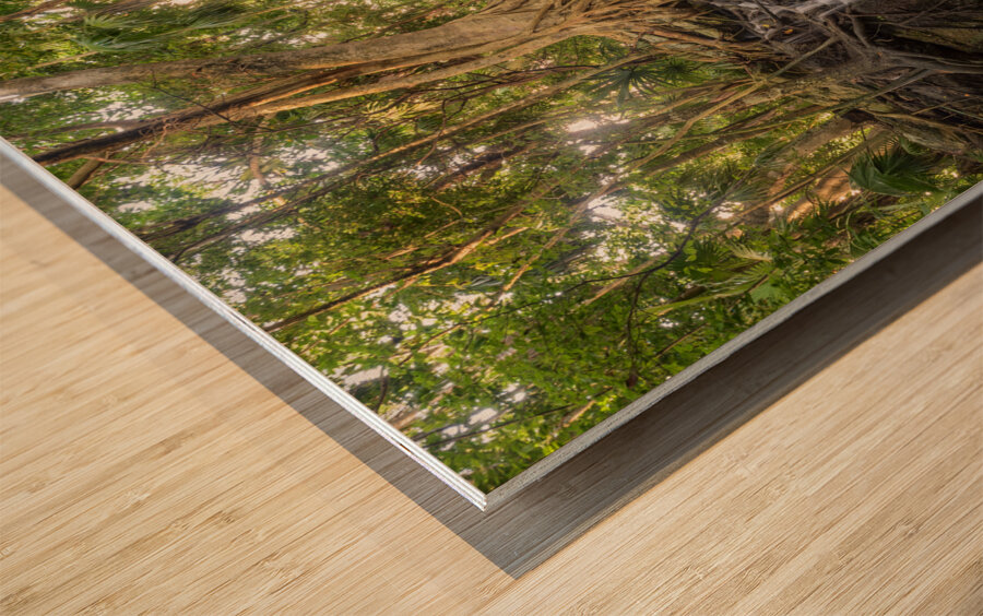 jungle tree waterfall Wood print