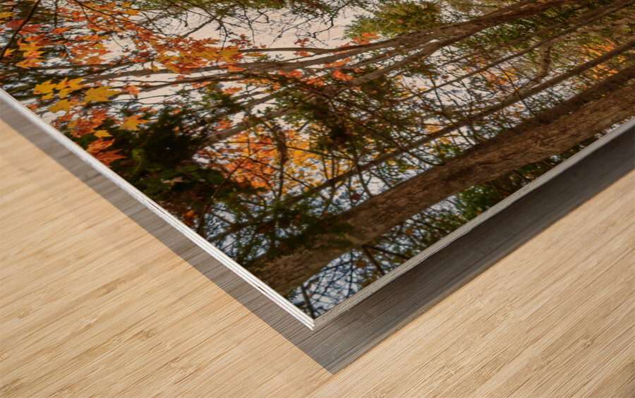 fall colours boardwalk trail Wood print