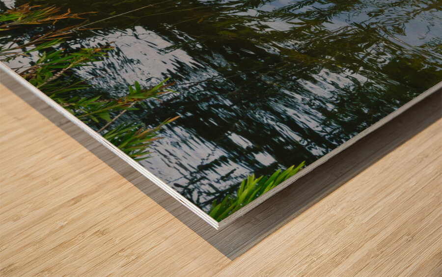 Pink flamingo in pond Wood print