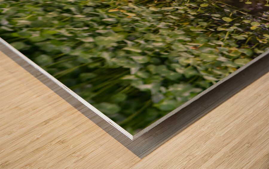 dominican black & white herring 2 Wood print