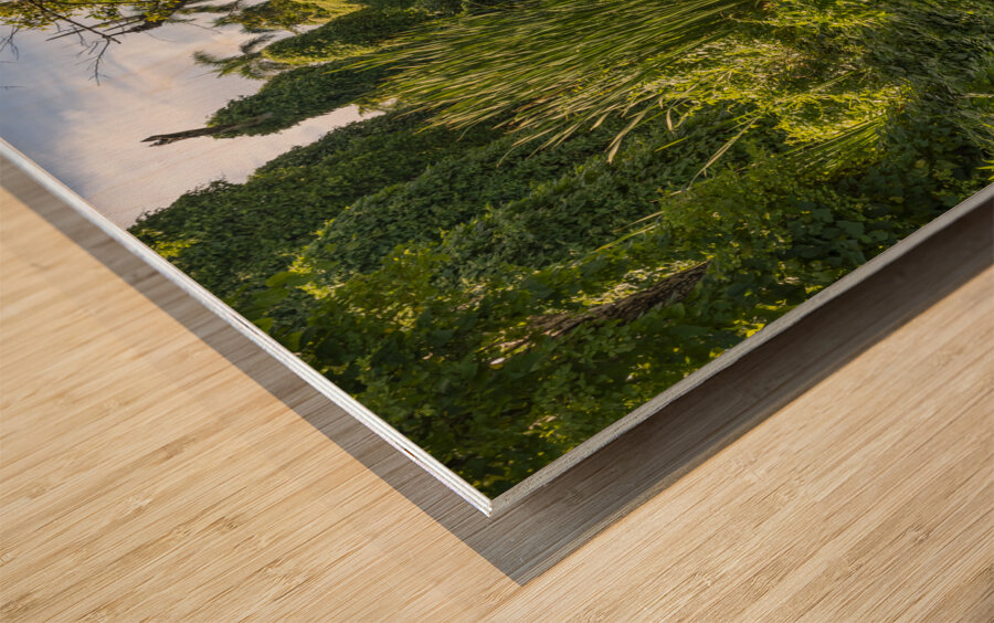 Ducks in a jungle pond Wood print