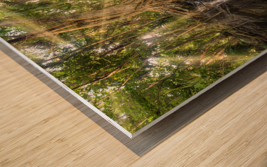 Jungle tree waterfall sunrays Wood print