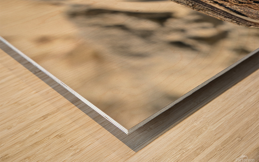 Cuban brown anole on branch Wood print