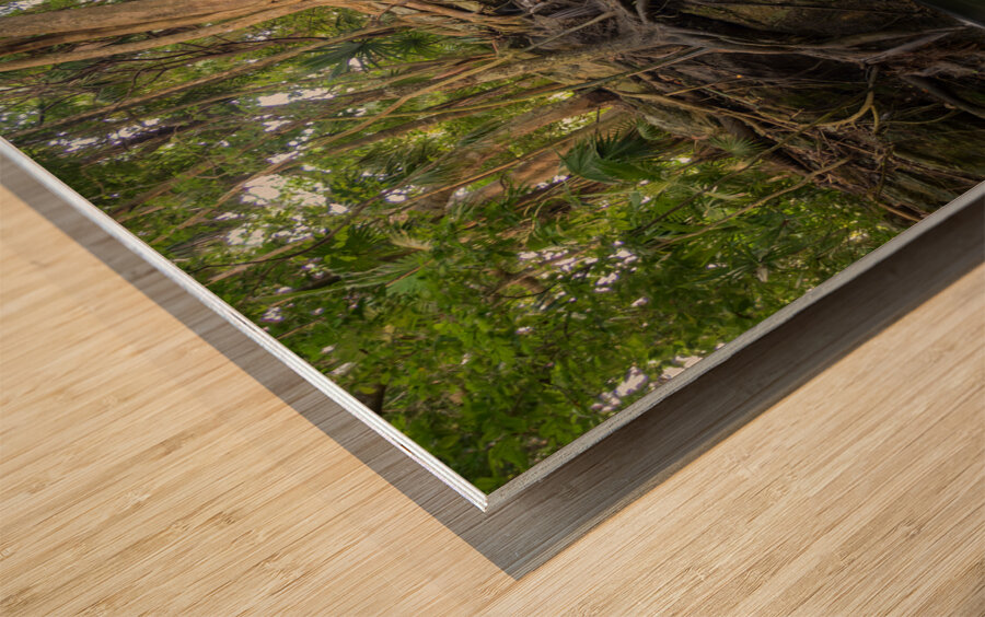 jungle tree waterfall 2 Impression sur bois