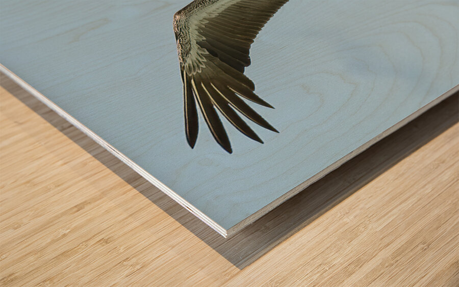 Pelican Cuban - 9 Wood print