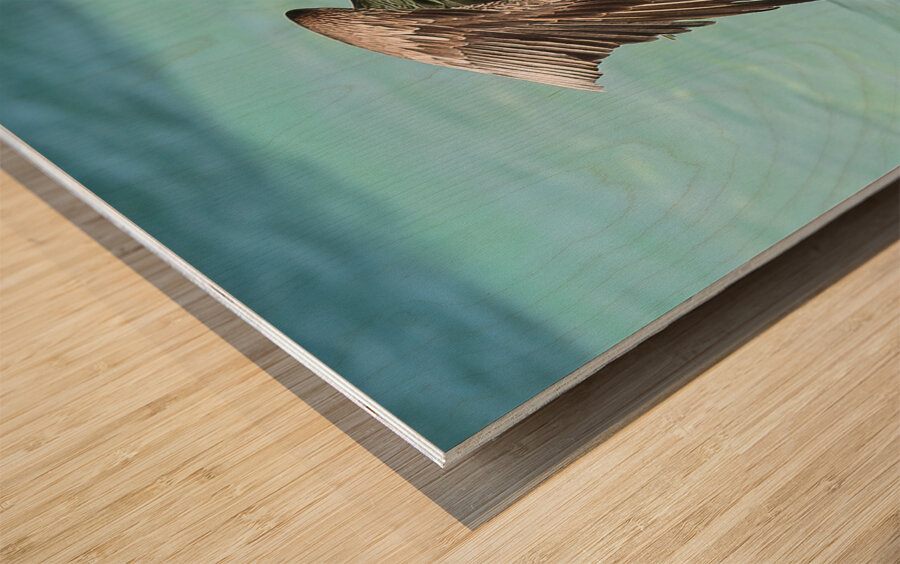 Pelican Cuban 11 Wood print