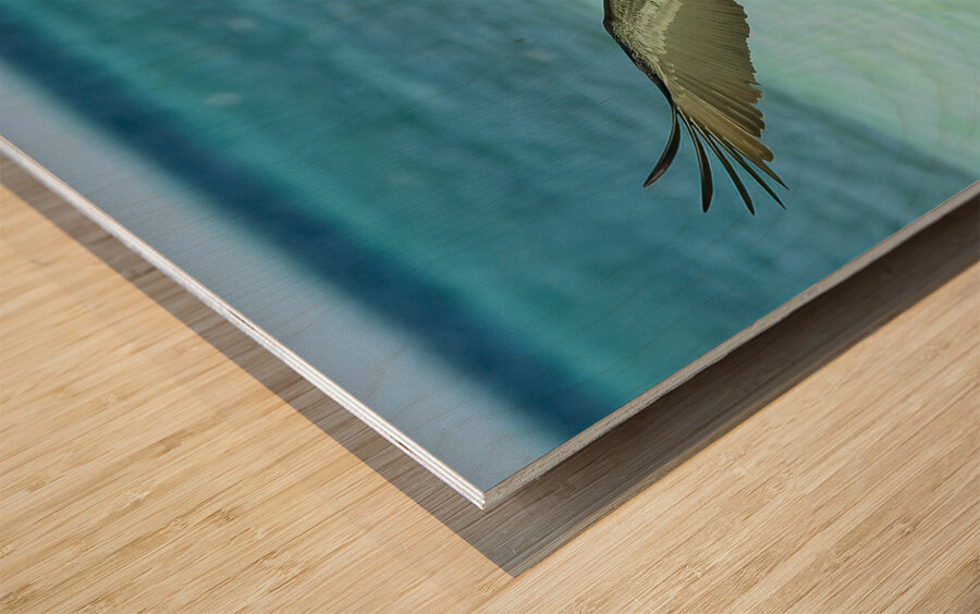 Pelican Cuban - 10 Wood print