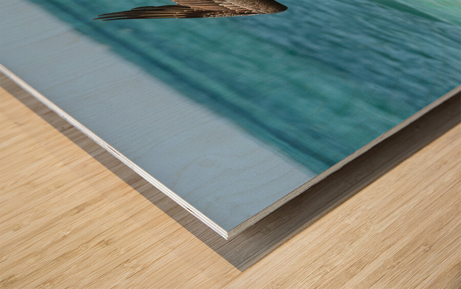 Pelican Cuban 14 Wood print