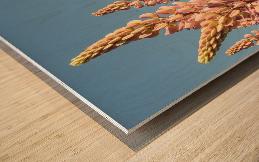 Colourful Lupins in bloom Wood print