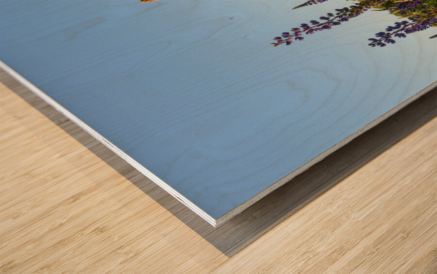 Colourful Lupins in Bloom 4 Wood print