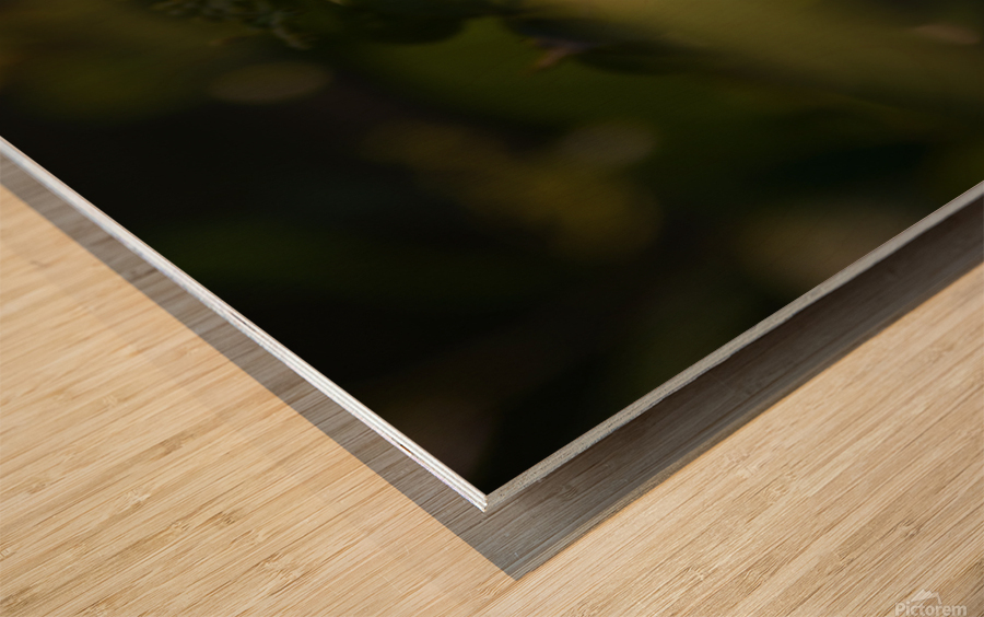 orange butterfly sunrays Wood print